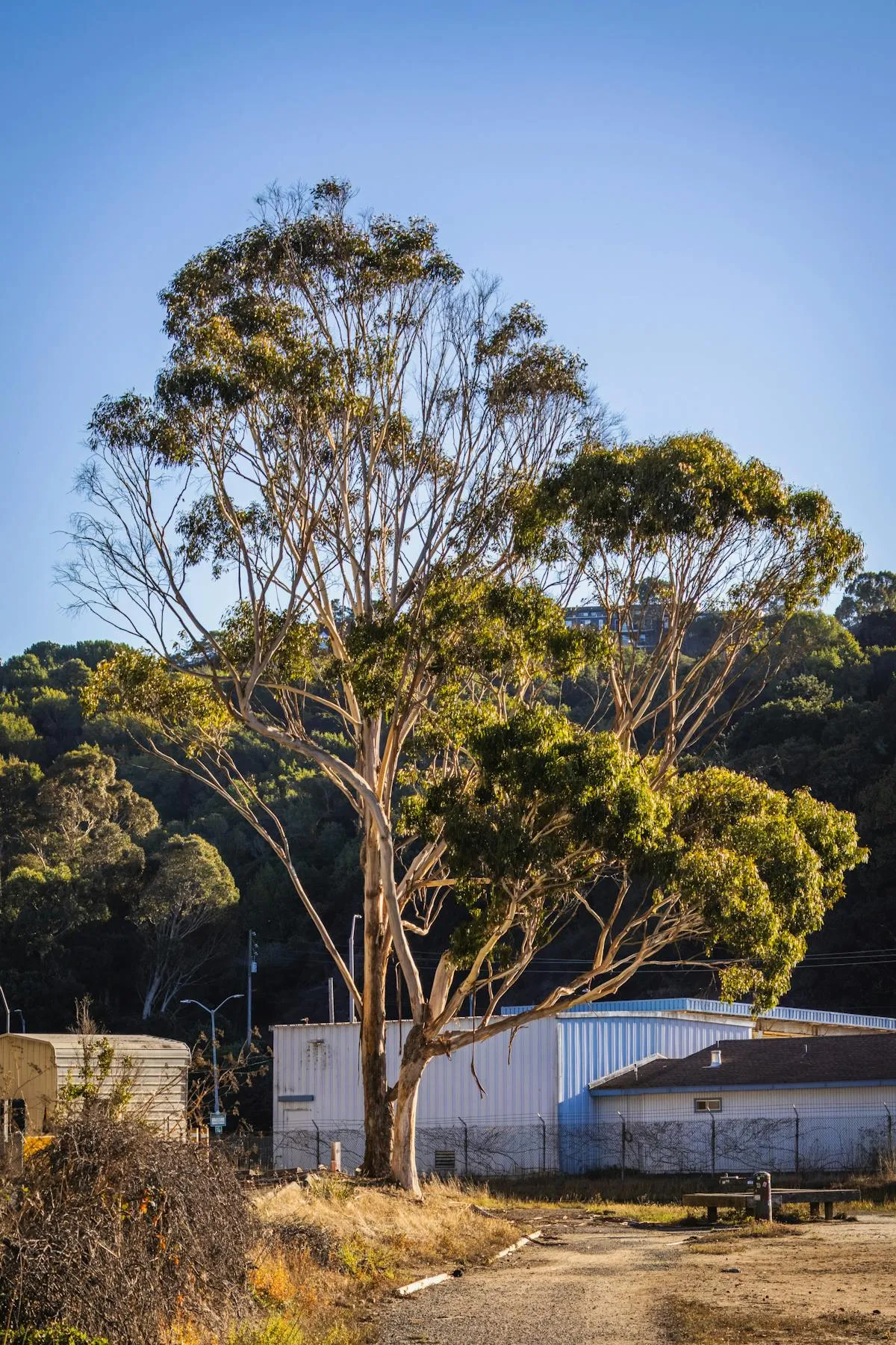 Adelaide Hills passive-solar home interior post clear UV film install — un-faded timber floor and brightness preserved
